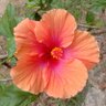 RajivMagal's profile picture. Mech. Er, Export Industry 2+decades, Plantation Agriculturist, Freelance writer. Inclined towards spreading awareness to society at large! Sport to criticisms!