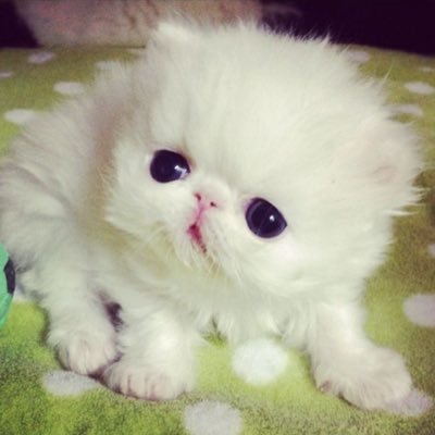 4AN0l's profile picture. @Aliceparty_328