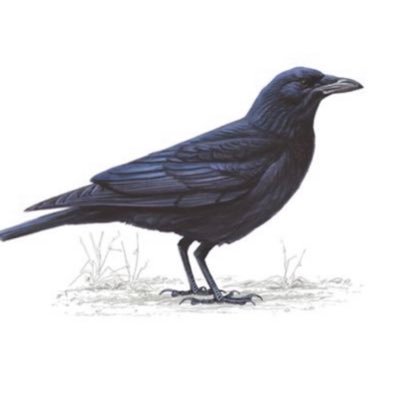 Shepherdsguild's profile picture. It’s anarchy on the prairie. Best to avoid danger and provide mutual aid.