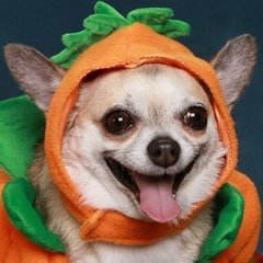 backerm2's profile picture. I'm not a smart dog, but I know a turd when I sniff it.
Facts not supported by opinions are just facts. Opinions not supported by facts are just lies.