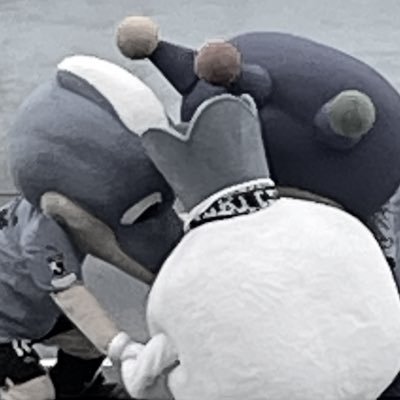 ccciwai's profile picture. 🦚 🐬