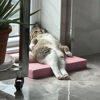 fatin_250206's profile picture. 🐶🐈⬛#Enjoyjune (J LAND)🐰🐥#viewmim Jablin