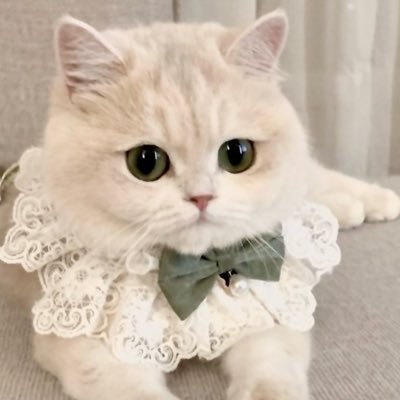 shohe_chan_'s profile picture. 君の手を持って朝まで踊って ひとりにしないから☾·̩͙⋆