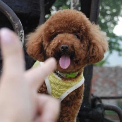wxiaodev's profile picture. 
