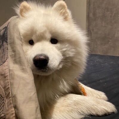 heyybluesea's profile picture. 🐶🤍🩷🩵