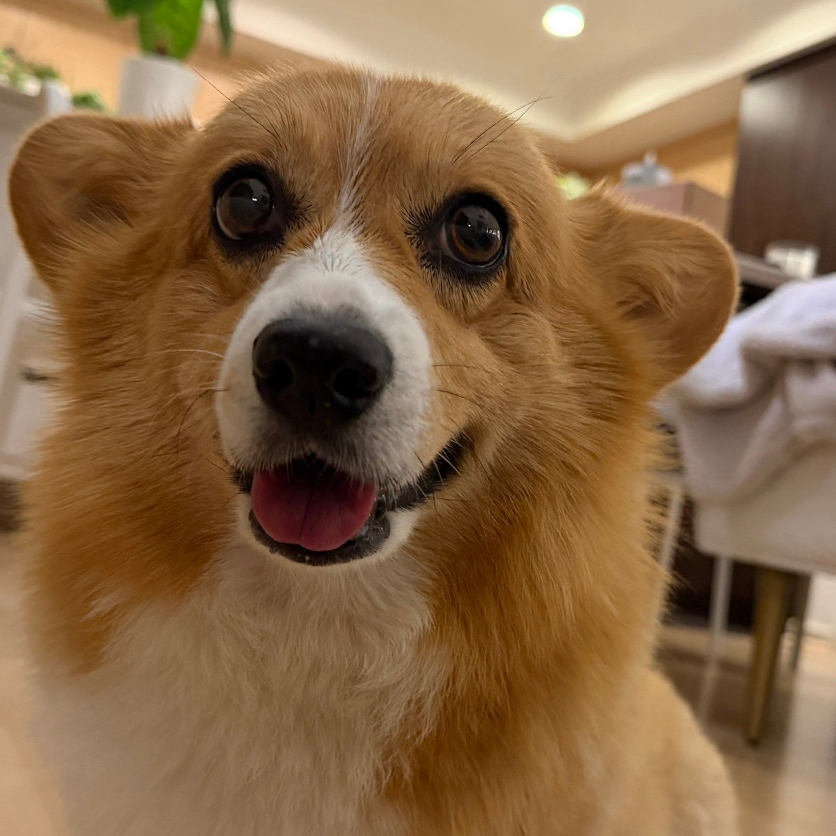 Curious0ai's profile picture. 