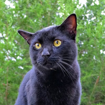 Arr_Me_Matey's profile picture. Cat parent, Hotshot Wife, Mimi, Bread Baker, older than a bonsai, Chiefs fan, Texas. Trump is destroying the Land that I Love.

Equality for All
🚫DMs
🚫MAGA