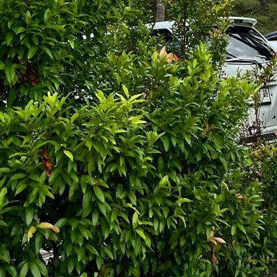 dayanari444's profile picture. suka baca, baca au, baca buku, baca e book, baca pikiran, ramalan cuaca