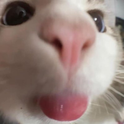 Raven16841761's profile picture. 