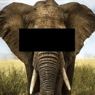 kozotherealbozo's profile picture. Elephants deserve more representation.
