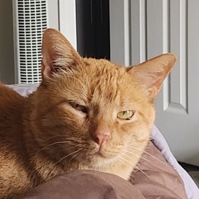 bilbo_amoore171's profile picture. Programmer, gamer, beer and sushi lover 🍺🍣