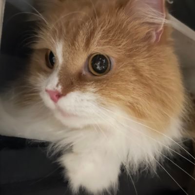 猫氏さんのプロフィール画像