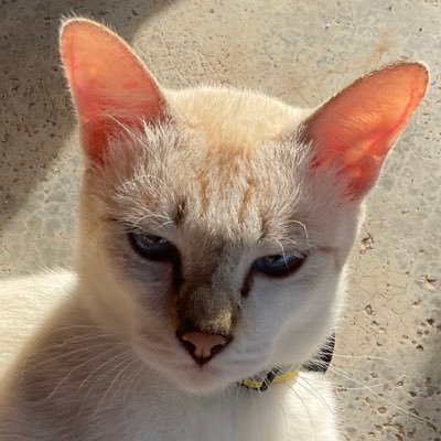 PurinatKaewloy's profile picture. 