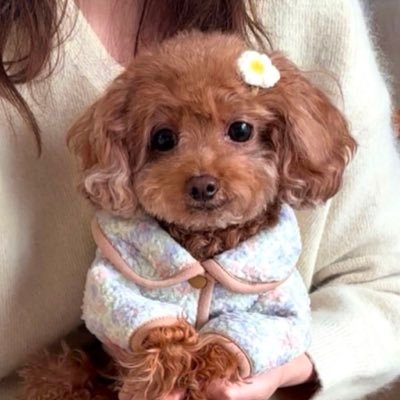 @happiepoodle
