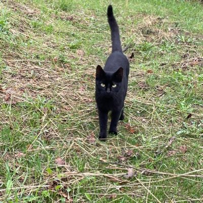 PierpaoloC72's profile picture. La forza del gatto? Avere 7 vite e non sprecarne nessuna.