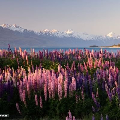 birkizyazdi's profile picture. 