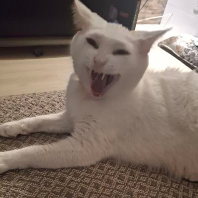 bellalazaroni's profile picture. 