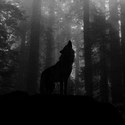 nyxwcnderer_'s profile picture. I think we all have to fight the werewolf within us somehow. | 🪽: C♡🐻 | J♡🐶 / 🐺 : C♡👸 #ParodyAccount