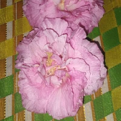 SandeepGau96944's profile picture. 