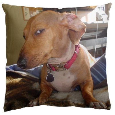 korsanoy's profile picture. 