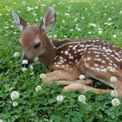 spreadloveforu's profile picture. simuel canon 🎀 • | liv rodrigo stan 💌                                                                           

still stuck in my sherlock era °.• 
🪞🪴🩰☕