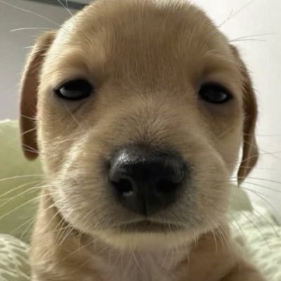 samoyedmak's profile picture. รู้ว่าเก๋าแต่เบาหน่อยโก๋