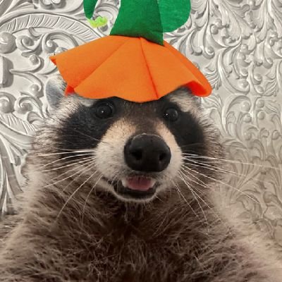 Mariemapache's profile picture. En realidad soy un mapache con acceso a internet