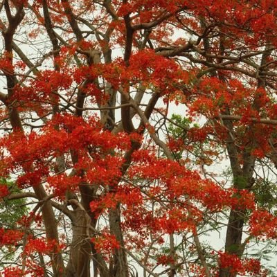 ryanpiresggdp's profile picture. 