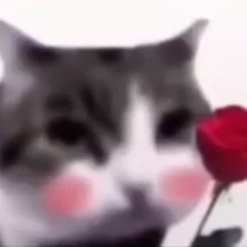 @KTHIEF_OW