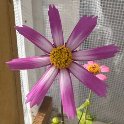melodygrows's profile picture. 🌸Girly Green Gardening🌱 ☀️Slowly expanding my grows and presence💕