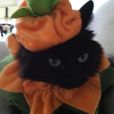 persephoneeh's profile picture. afk, ruling the underworld