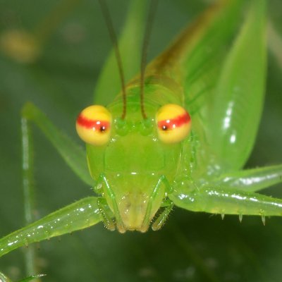 orthopterans's profile picture. katydids, grasshoppers, crickets etc every day! 🦗 | pfp by Arthur Anker on flickr | dm for removal or submissions