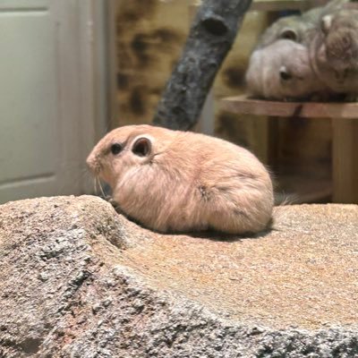 suko___yaka's profile picture. 