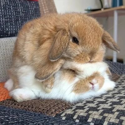 twolinkedhalos's profile picture. bnuuy! certified cognitohazard | it/its | 23 | mdni 🔞 🏳️‍⚧️ | pfp @\onomatomanie