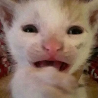 rackety_infuser's profile picture. https://t.co/M9fYVQ8Y1v