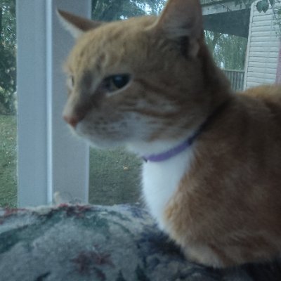 CyberguruG8073's profile picture. Starbase Tracking Founder

3D Modeler (Blender)