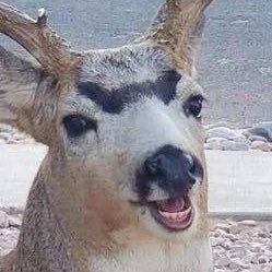AL_ADdeer's profile picture. your local deer flinging wood l 24yo l boyfriend of @zaeryshAD l