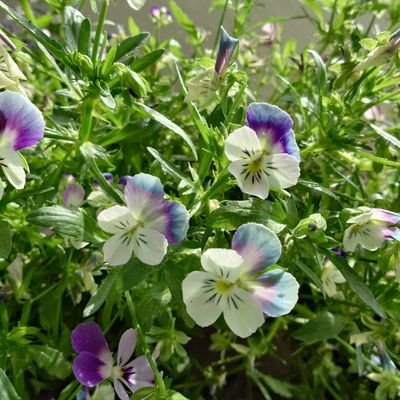 kee_chang's profile picture. プラネタリウムに行くのが好きです🌟✨️
情報収集も兼ねているので、いいね！やリツイート多めです。すみません🙂‍↕️