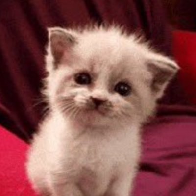 LilaG15867's profile picture. Just your average everyday internet father, unfathomable degenerate, @doomerbunny's Father precious beloved girl, A danger to myself and others 28yrs old MDNI