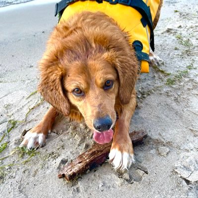 MichelleLCSWR's profile picture. https://t.co/uDXaMC2hHd 💙Clinical Social Worker 💙 Social Justice 💙 Mental Health 💙 Anti-Fascist 🐾Dog Lover ♠️ Poker Player