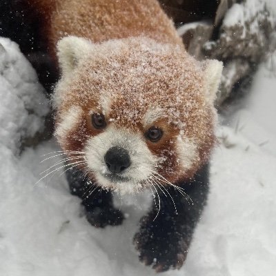 igorjmichalak's profile picture. Tiny humanity contributor