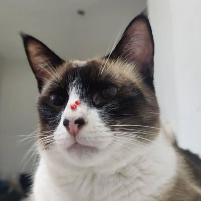 amandahoro's profile picture. vasco da gama