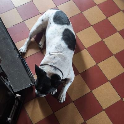 DRingeval's profile picture. 