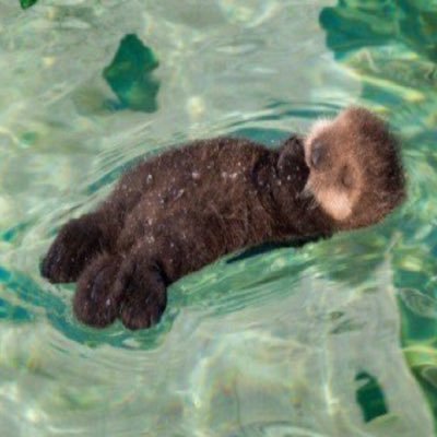 leanfloat's profile picture. I’m objectively more Awesome @fuckonmydj