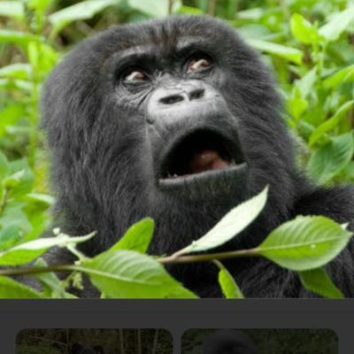 OItaAcLDF4UNO8Y's profile picture. 誰かラブボまで付き合って！！