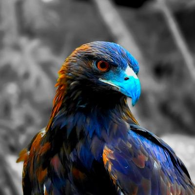 WilhelmAlarcon's profile picture. 🌊❤️‍🔥⚡