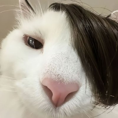 tout_petit_chat's profile picture. 