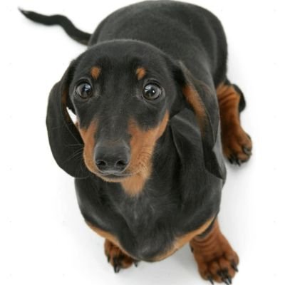 YourLunarAngel's profile picture. nsfw | lb kotki i gotki