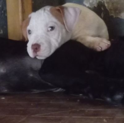 NewtonOlajide's profile picture. Your best pet plug🐕🐇🐈 @petmaster_shop 

Researcher ●
Animal-nature lover ●
Wanderluster ●
Military fanatic ●
Logophile ●

🌟Sleepless elite🌟(ADHD-combined)