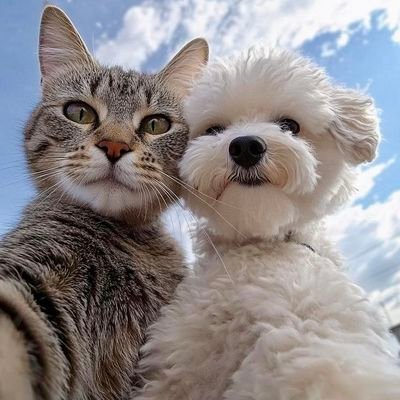 SeuPetFeliz's profile picture.